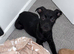Cane corsa cross staffy