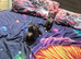 Equite 4 Baby Girls Maine Coon x Siamese