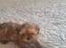 READY to rehome female shitzu
