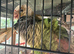 Mated pair of conures
