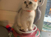 BSH Kittens Rare to UK Shaded colours