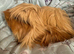 Peruvian red lilac point boar 6 mths
