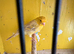 Canaries