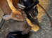 Baby rabbits