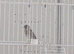 Goldfinch Pair 2025