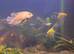 Tropical fish and tank