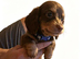 Miniature dashhound long haired