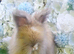 2 beautiful Angora boys Ready now