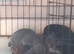 Dashhound puppys
