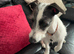 Lovely 8 month male Italian Greyhound x Terrier