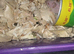Mice