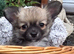 Longhaired Chihuahua boys - Rare Wolf Sable Coat