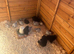 Pekin hens black and lavender