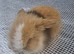Lionhead