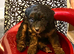 Gorgeous Jackapoo puppy