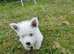 West highland white terrier