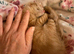 2x Maine coon cross. Boys