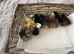 3 day old bantam chicks