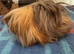 Peruvian boar red/lilac 4 mths old