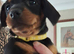 2 boys 2 girls Dachshund puppies for sale