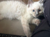 Ragdoll kitten male