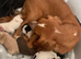 Beautiful cocker spaniel pups  ready to leave on 19july