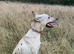 whippet x collie