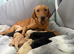 Labrador puppies KC registered