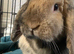 Mini lop