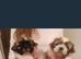 Shih Tzu puppies
