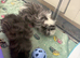 2 baby boy lunkarya guinea pigs