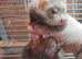 Micro ferret s