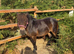 Beautiful standard mare