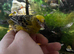 Lizard canary