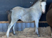 Registered filly foal to make 11.2