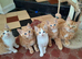 Gorgeous ginger kittens