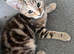 7 Stunning Turkish Angora Mix Breed Kittens