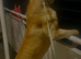 Boerboel x corso pup
