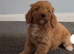 Cockapoo puppies..