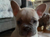 French bulldog puppies