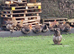 Brahma hens, NOW LAYING, garden chicken
