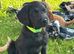 Fully Health Tested F1 Labradoodle Puppies