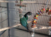 Pair of conures