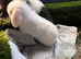 Mini lop mixed sex’s