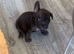 French bulldog puppies