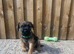 KC BORDER TERRIERS