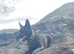 1 year old Dutch shepherd