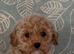 Beautiful Cavapoochon Pups