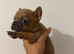 French bulldog puppies