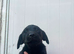 Beautiful Black Labrador Puppies – 2 Boys & 2 Girls – 9 Weeks Old